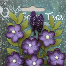 Aubergine Primrose Collection (PCAu)