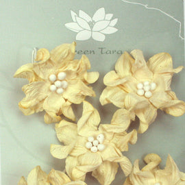 Ivory Apple Blossoms (FDV044Iv5)