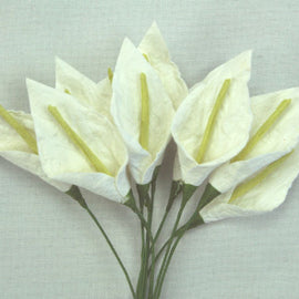 White with Pale Green Stamen Calla Lillies (FDV051Wh10)